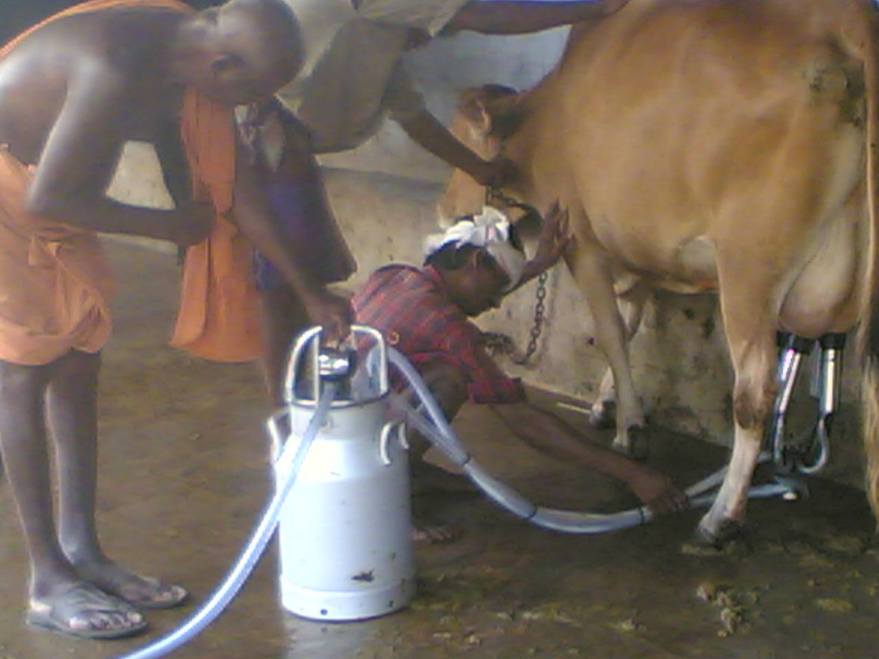 Machine milking