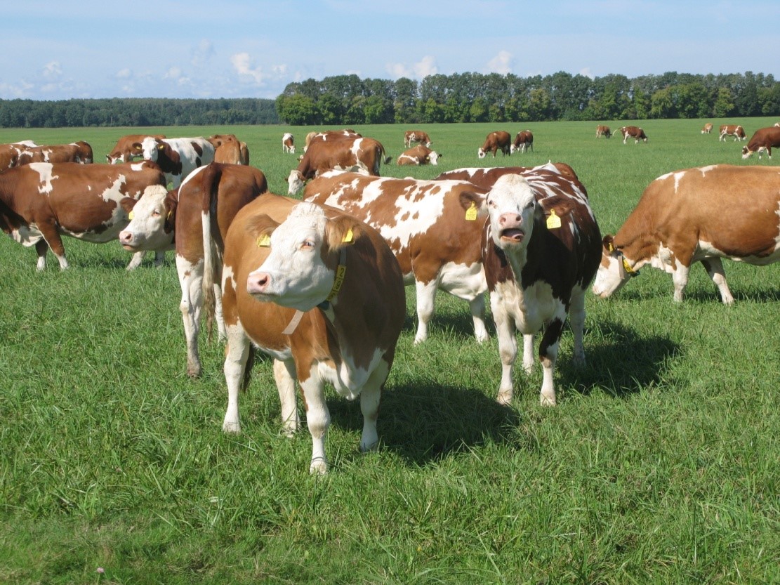 Симментальские коровы на ферме