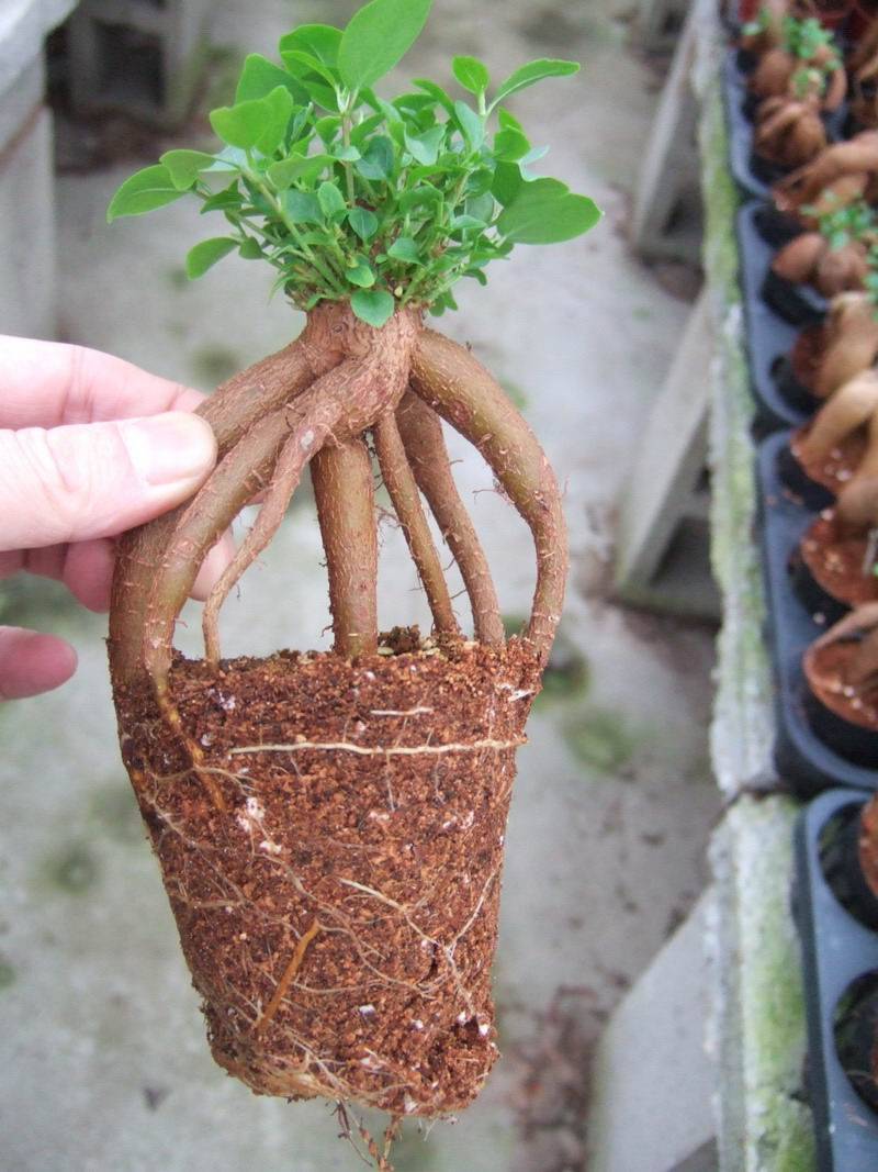 Ficus Microcarpa(ginseng) - Xiamen Topwell Int'l Trading ...