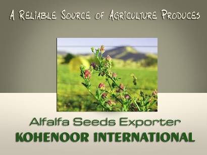 Alfalfa Seeds Lucerne Medicago Sativa KOHENOOR INTERNATIONAL