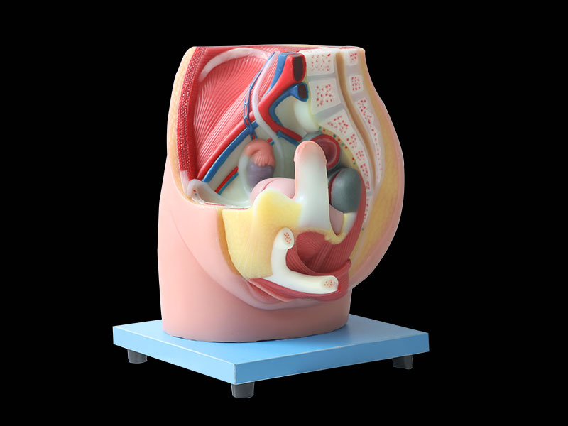 Median Sagittal Section Of Female Pelvic Soft Silicone Anatomy Model