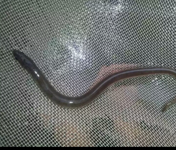 Anguillidae aquatic product - Glass eel