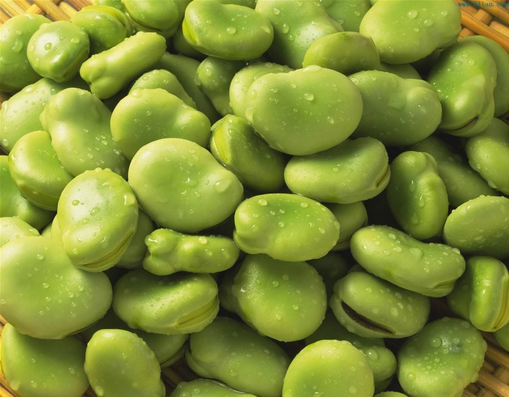 Sell Good Quality Broad Bean Manufacturer, Supplier & Exporter