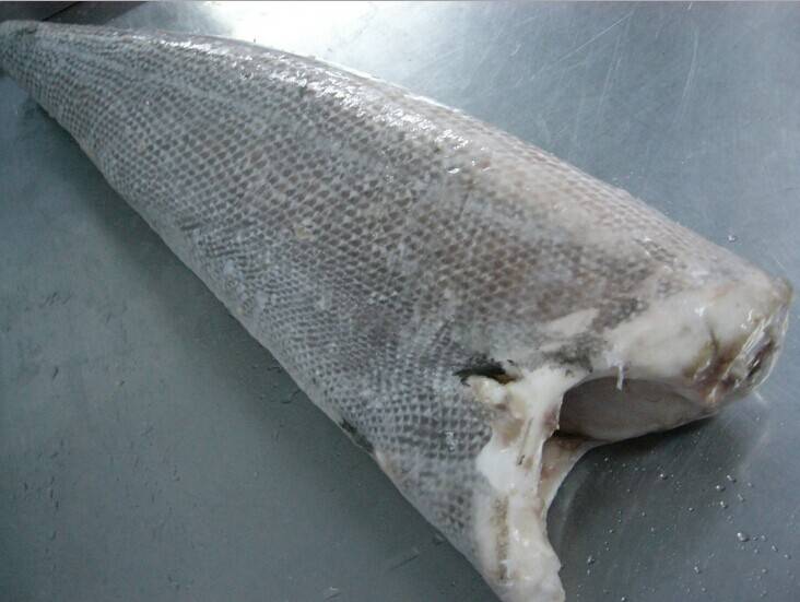 Frozen Oilfish (Ruvettus Pretiosus) - FUJIAN RICHKING AGRICULTURE ...