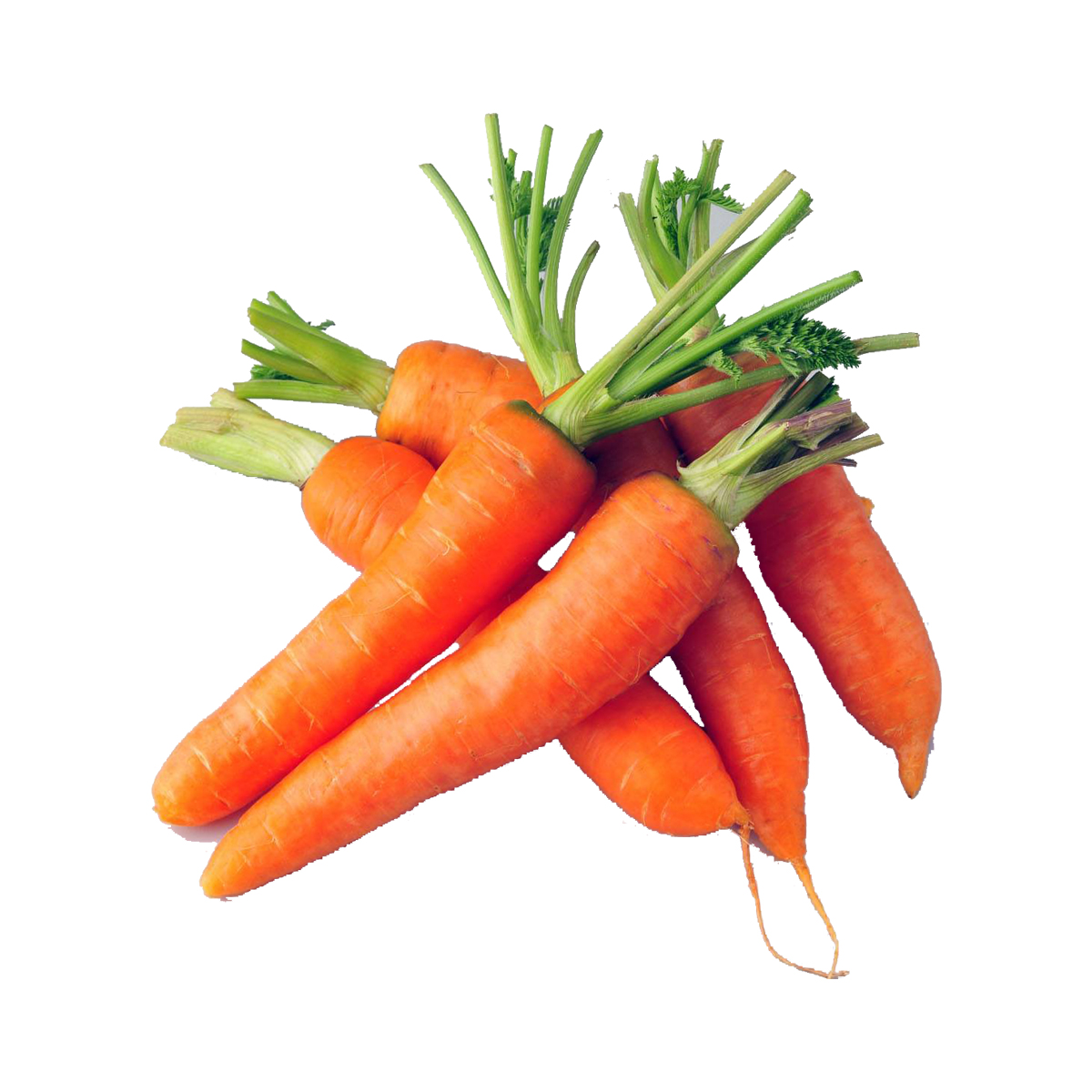 High Quality Fresh Carrots With Custom Planting All Year Round ...