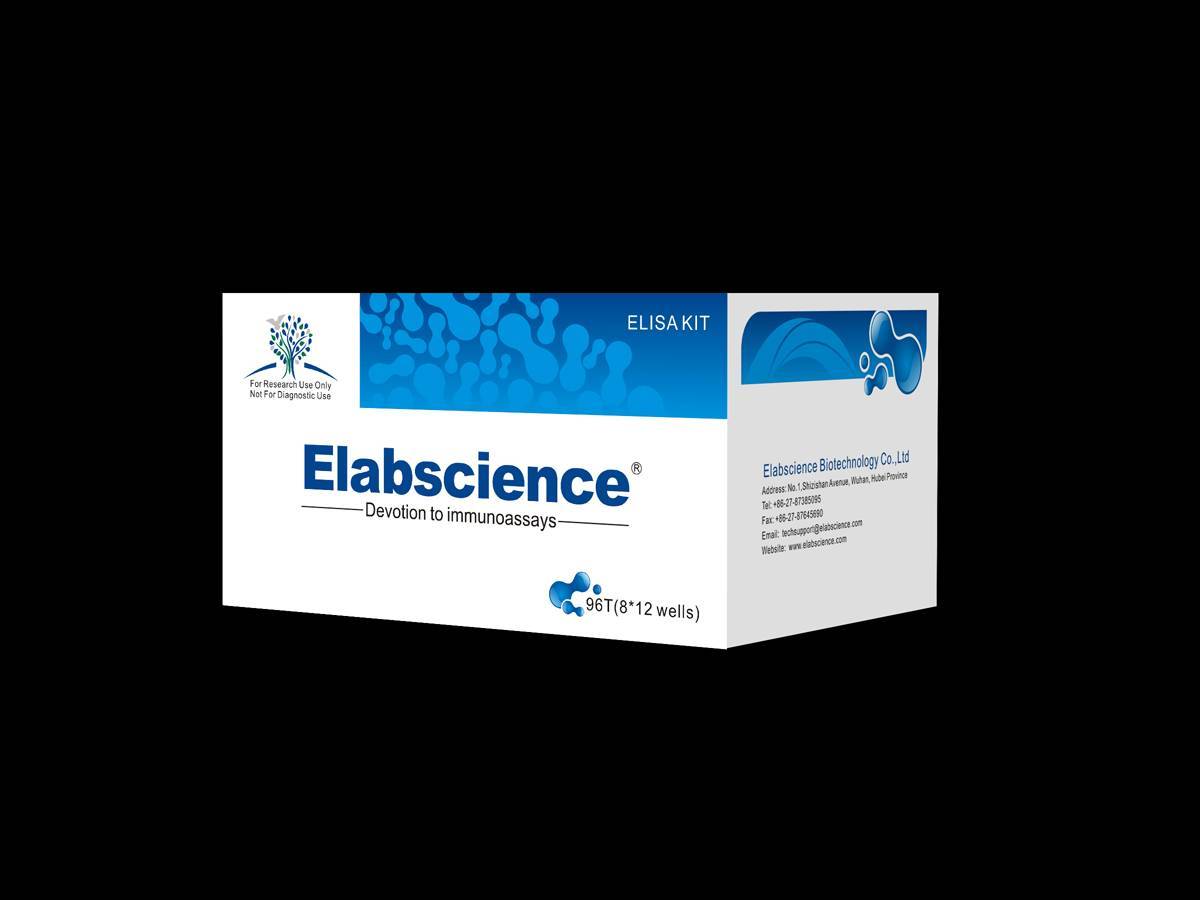 Human Anti Dsdna Anti Double Stranded Dna Antibody Elisa Kit Wuhan Elabscience Biotechnology 5880