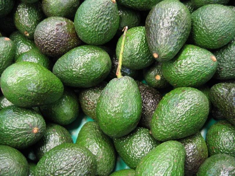 Fresh Avocados Manufacturer, Supplier & Exporter - ecplaza.net