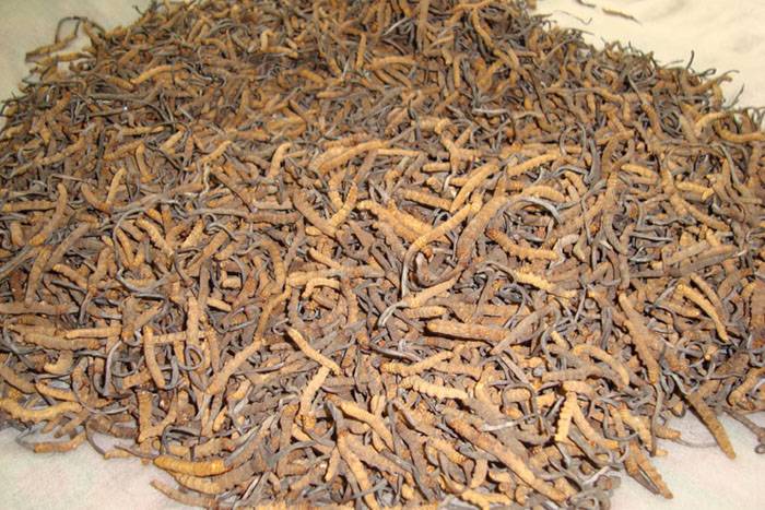 Cordyceps Sinensis Manufacturer, Supplier & Exporter - ecplaza.net