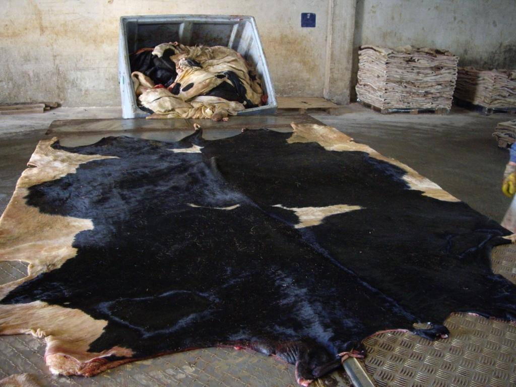 Wet Salted Horse Hides For Sale Manufacturer, Supplier & Exporter