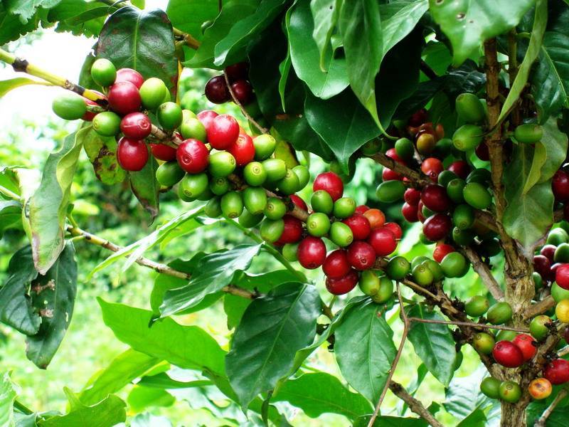 Best Chinese Yunnan Coffee In The World, Best Coffee Product - Yunnan ...