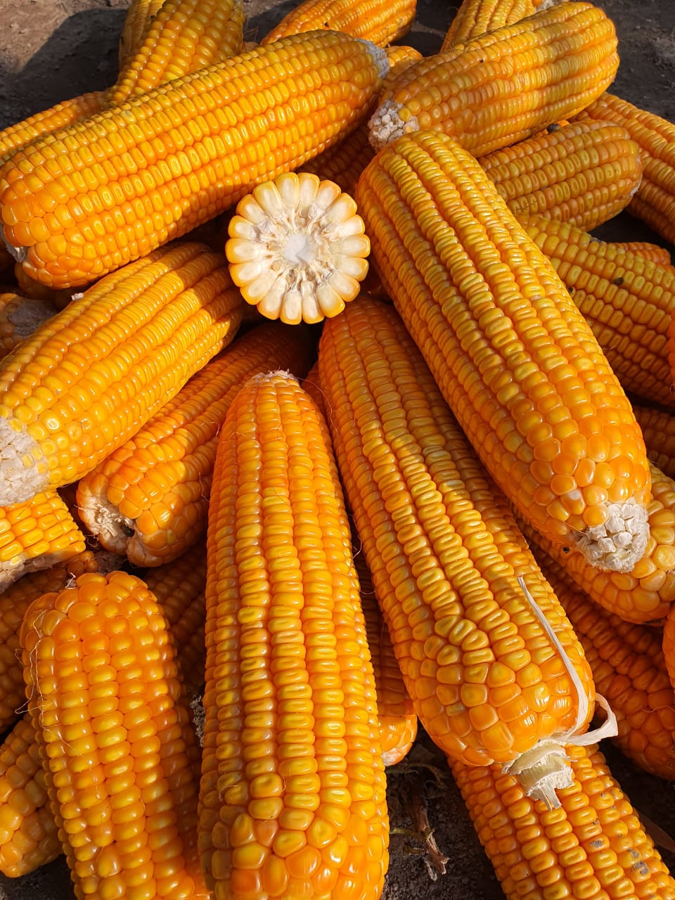 disease-and-lodging-resistance-maize-for-grains-corn-seeds-hefei-hefeng-seed-co-ltd