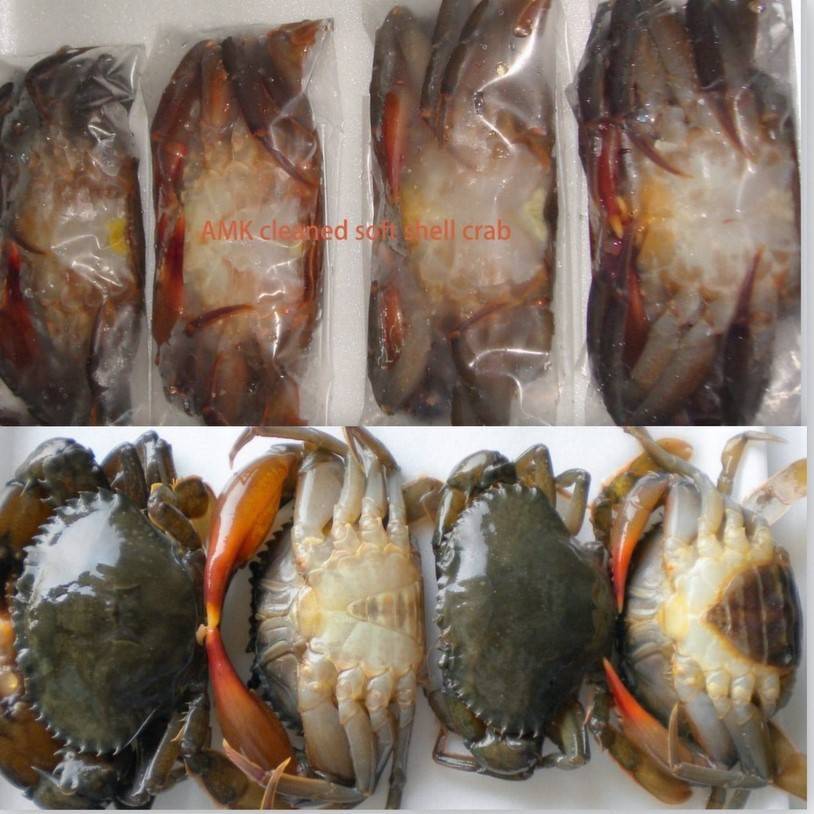 Soft Shell Crab Alive Frozen Seafood Amk Yangon Myanmar Anung Moe Khine Manufacturing Co Ltd,How To Cut A Dragon Fruit Properly
