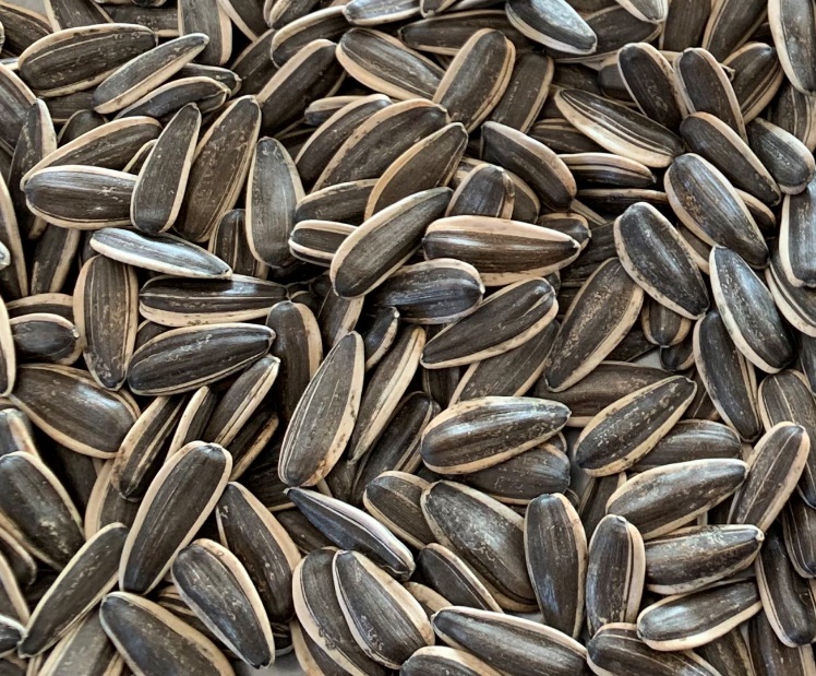 sunflower seeds China origin - QINGDAO IDREAM TRADING CO.,LTD.