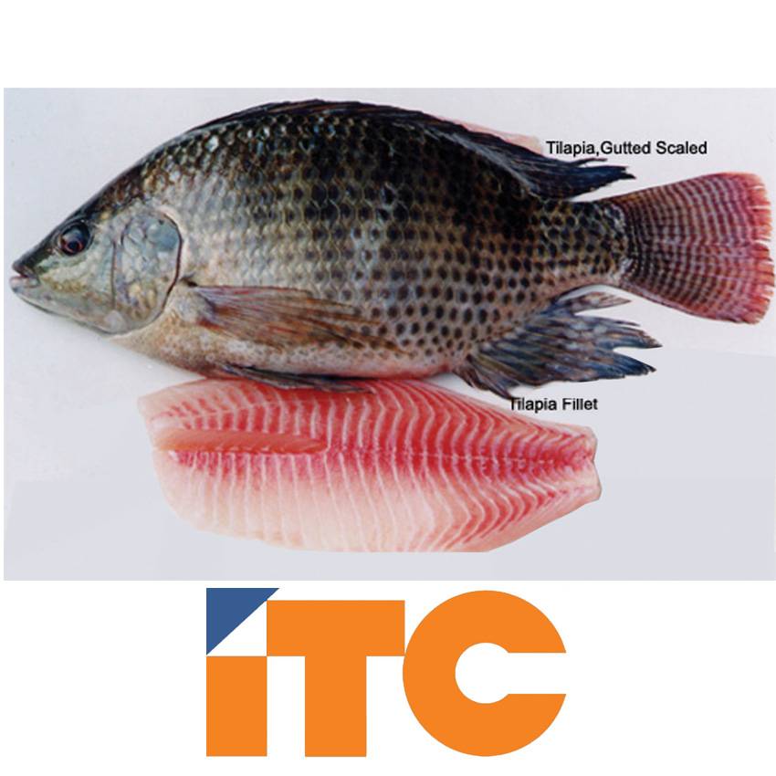 Frozen Tilapia Fillet,Skinless - ITC Aquatic Products Co.,Ltd.