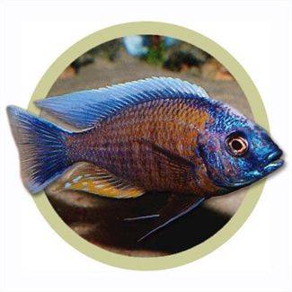 Redfin Borleyi Cichlid - AQUA WORLD