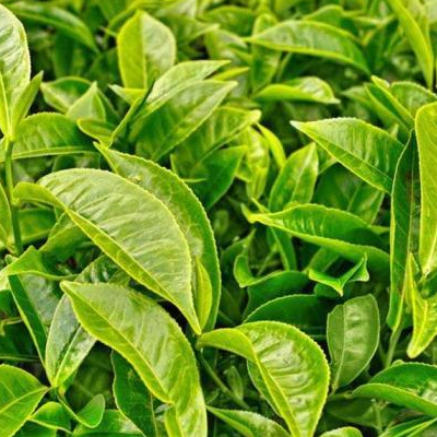 Natural Green Tea Extract - Hunan Yuhe Biotechnology Co., Ltd - ecplaza.net