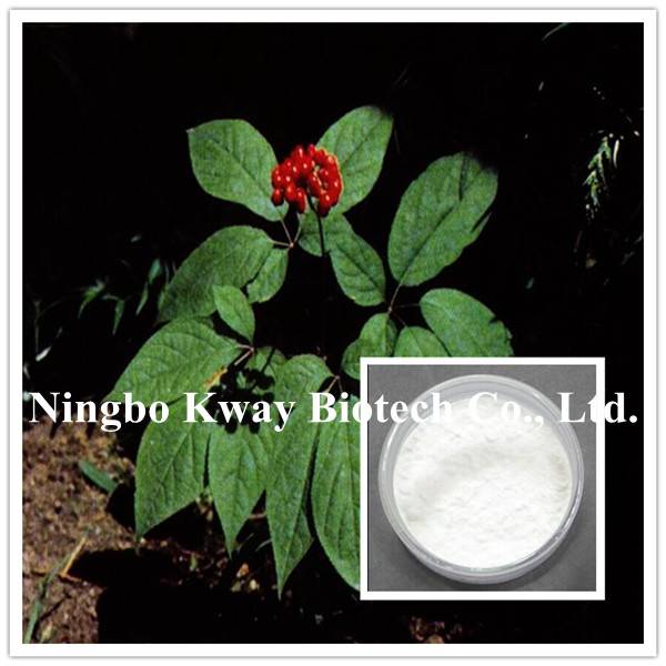 Panax Ginseng Leaf Extract Ningbo Kway Biotech Co Lte