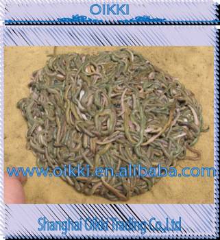 Lugworm-Living Fishing Bait Clamworm Sandworm Ragworm -Best Living