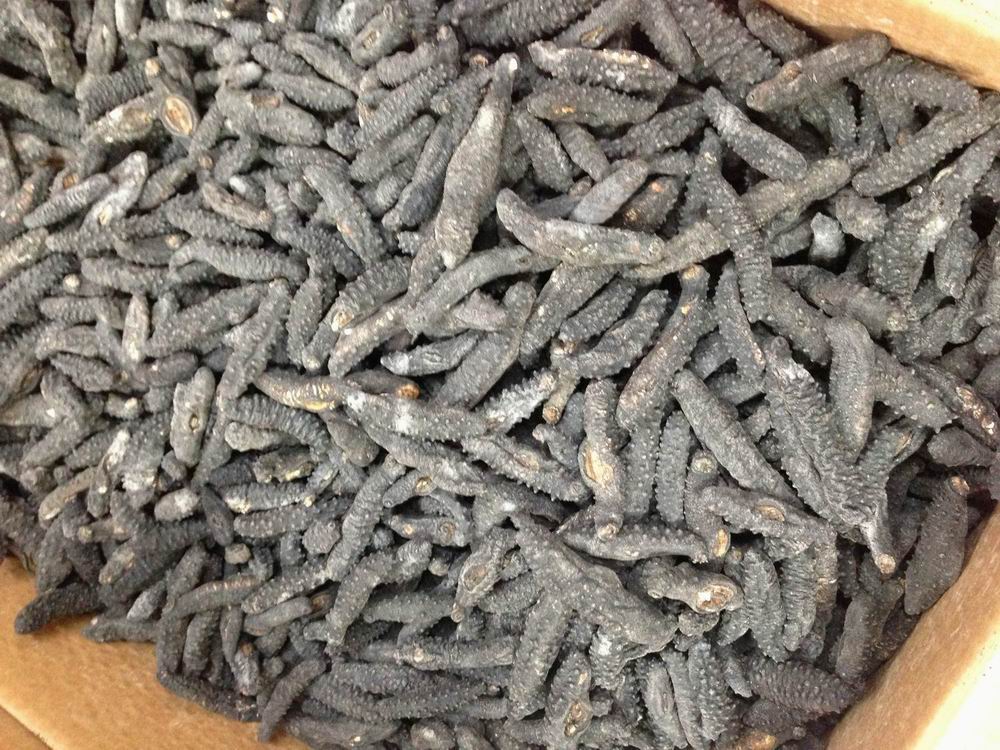 Dried Sea Cucumber - P&M TRADING V.O.F - ecplaza.net