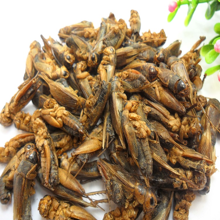 Dried Cricket - Vavi Groups Of Company Ltd - Ecplaza.net