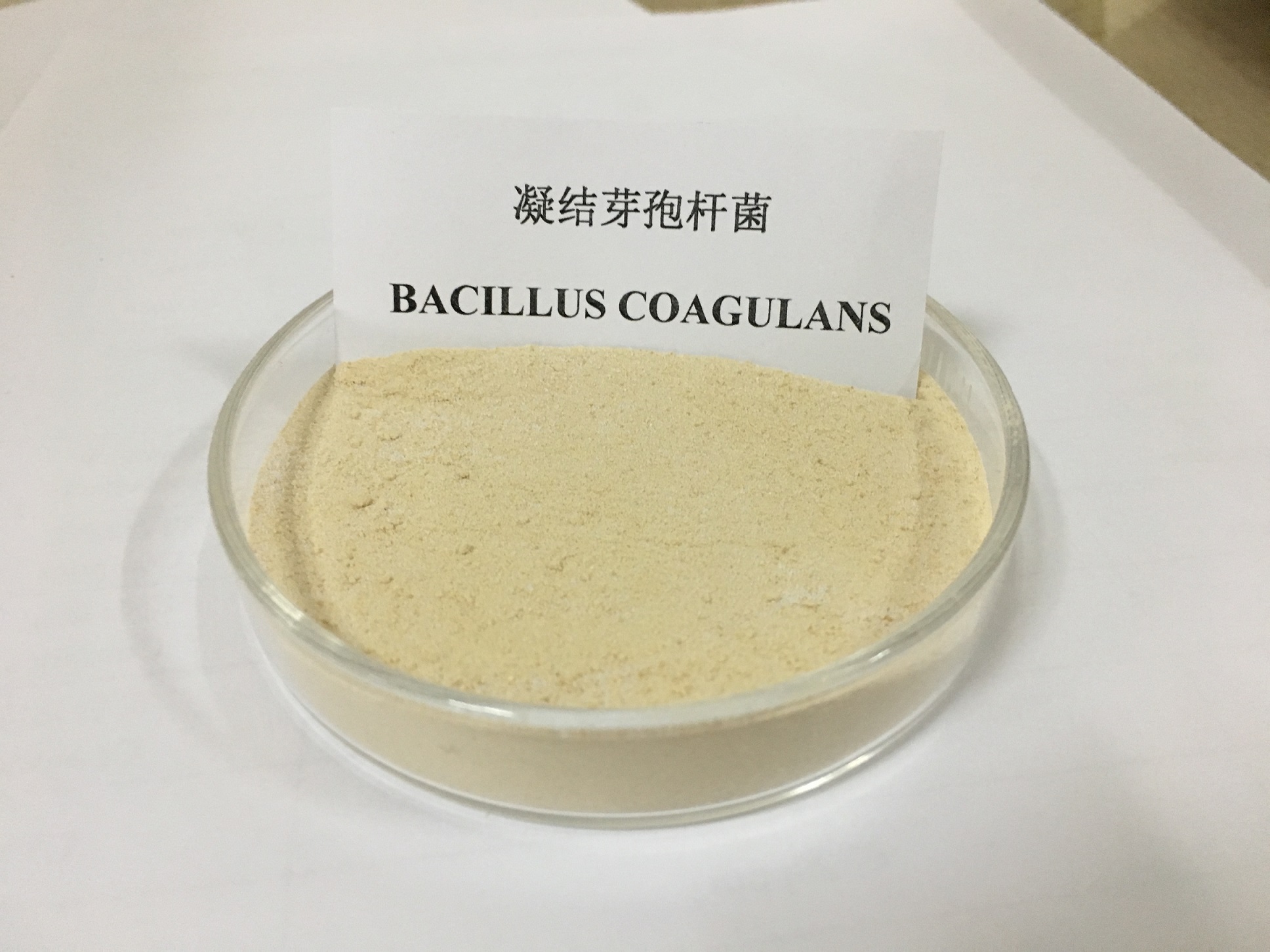 Food Additive Bacillus Coagulans To Promote Digestion High Content ... - 4512581