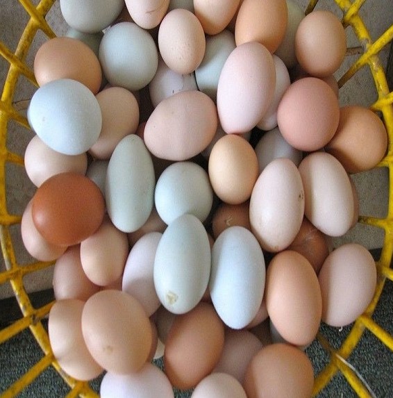 African Grey Parrot Eggs For Sale From Thailand - Kesinee Thongyoo General  Trade - ecplaza.net