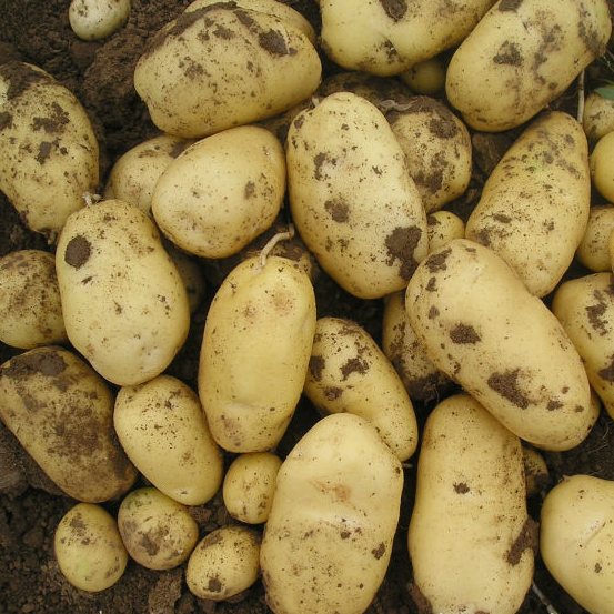 Fresh Potatoes - Merve Group.Co.ltd - ecplaza.net