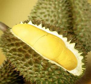 FRESH DURIAN THAILAND - GABANA GLOBAL FROZEN FOOD LIMITED - ecplaza.net