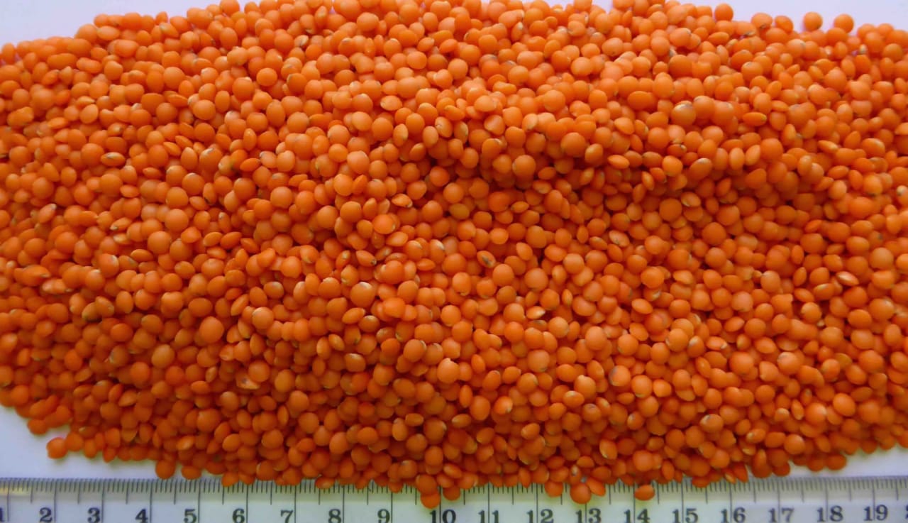 Red Lentils whole