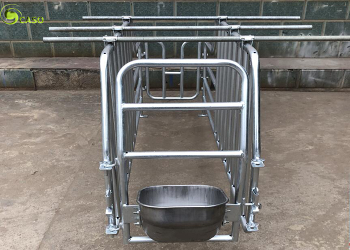 Pig Gestation Positioning Column Stalls Hot Galvanized Pig