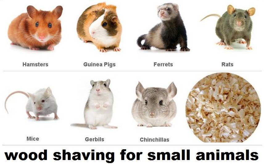 small animals for pets