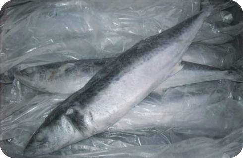 Frozen Spanish Mackerel Whole Round/Gutted/Fillet - Zunzun Group Co ...