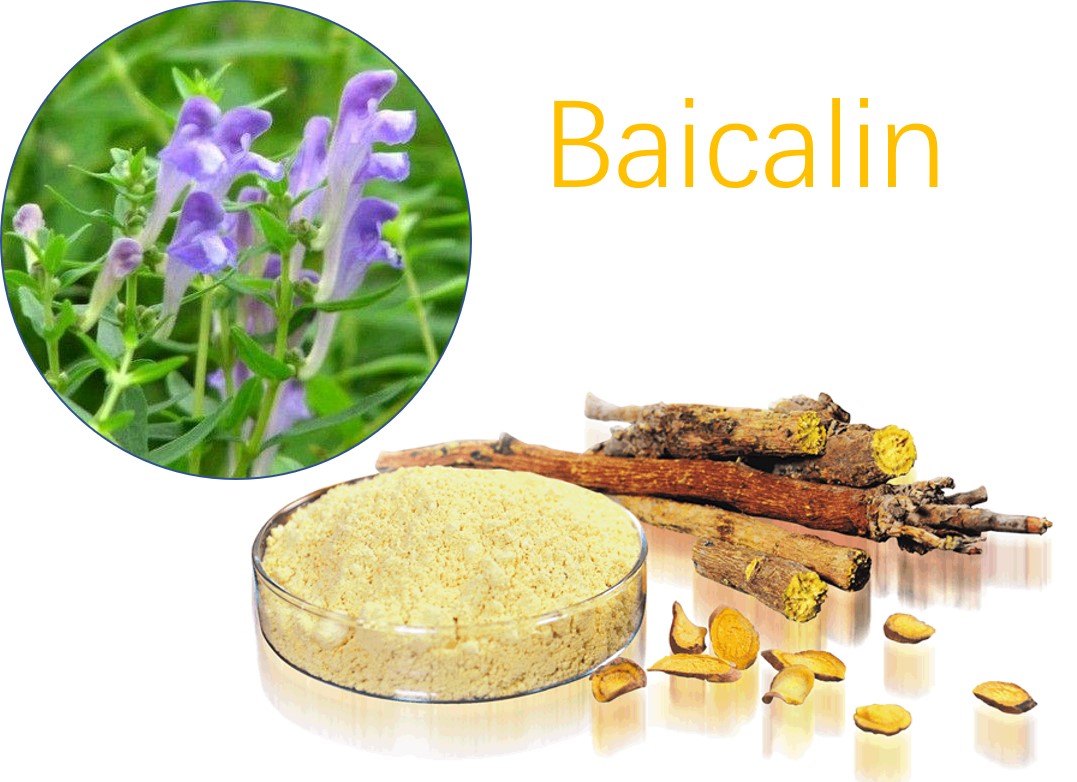 Байкалин что это. Scutellaria Baicalensis root extract в косметике. Байкалин антиоксидант. Scutellaria Baicalensis extract в косметике. Скутелларин.