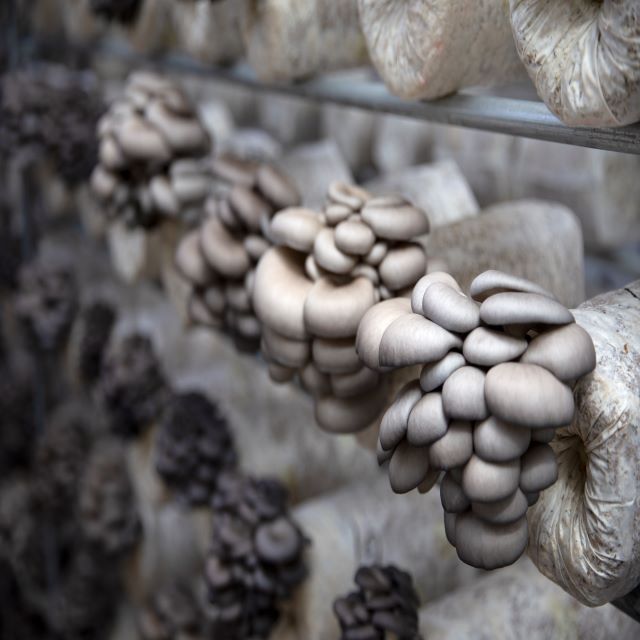 Oyster Mushroom Spawns Oyster Mushroom Growing Kits For Cultivated ...