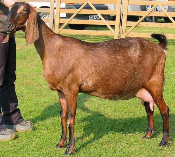 Live Anglo Nubian Goats/Pregnant Goats - Kertland Kft - ecplaza.net