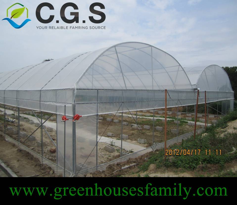 Commercial Galvanized Gutter Connected Greenhouses - China Greenhouse 