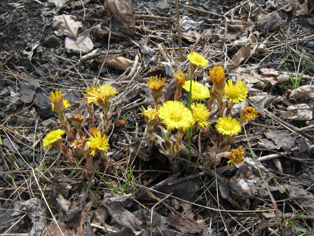 Coltsfoot - Tussilago Farfara Seeds 1 Gram (3,000 Seeds) Pack