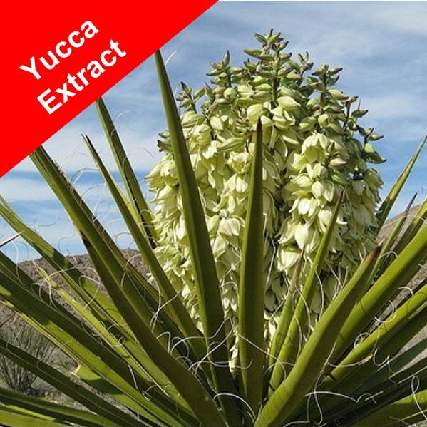 Yucca Extract - Wellgreen Technology Co., Ltd. - ecplaza.net