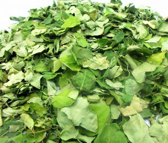 Moringa Leaves - S&V Asiatrading Part. - ecplaza.net