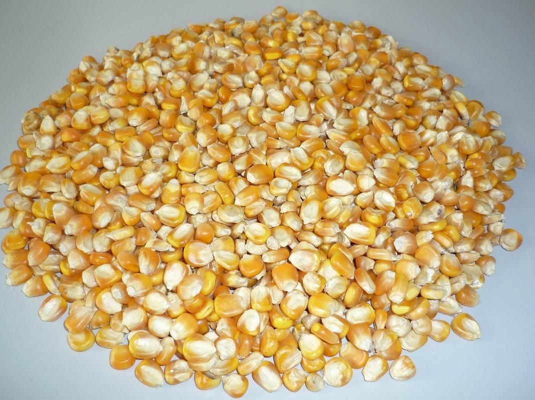 white-corn-yellow-corn-non-gmo-yellow-corn-white-corn-maize-for