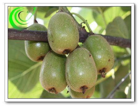 Red Kiwi(Hong Yang Kiwi) - Sichuan Inalnd Orgnaic Agriculture Corporation