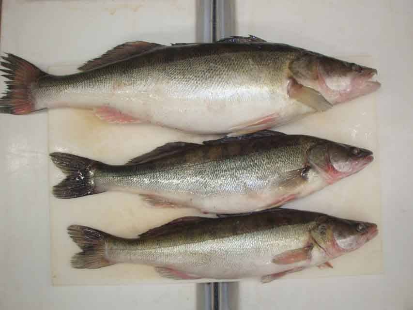 Fresh Nile Perch Fish Nile For E Commerce Marketing Ecplaza Net