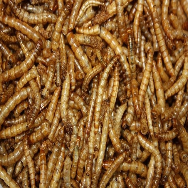 dried mealworms 10kg