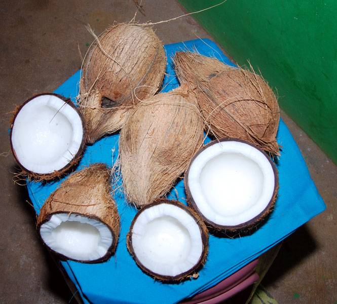 Coconut Mature Peeled Fresh From Farm Ptperkebunan Nusantara 1808
