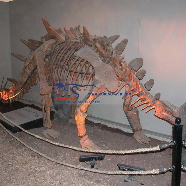 museum-model-life-size-dinosaur-skeleton-zigong-jurassic-dinosaur