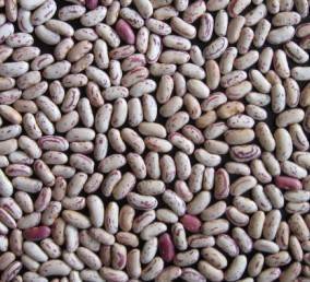 Light Speckled Kidney Beans - Qingdao Kington Produce Co., Ltd ...