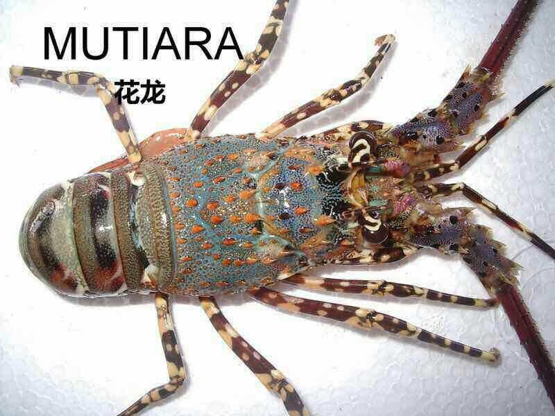 Lobster Mutiara Aka Ornate Spiny Lobster Aka Rainbow Lobster Mahakarya Dewa Laut