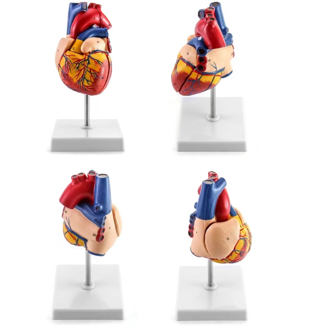 Human Heart Model, Anatomically Accurate Number, 2 Part Lifespan, Heart ...