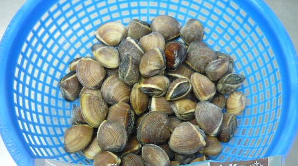 Whole Clam - NGOC HA CO LTD - ecplaza.net